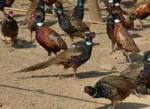 山鸡鱼的爆料方法视频教程,视频教程全解析 第2张 山鸡鱼的爆料方法视频教程,视频教程全解析 第2张