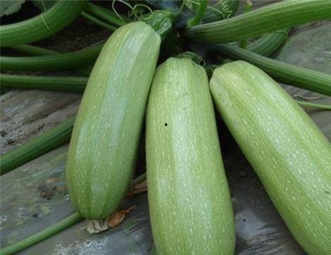 娱乐圈吃瓜有什么好处  第1张